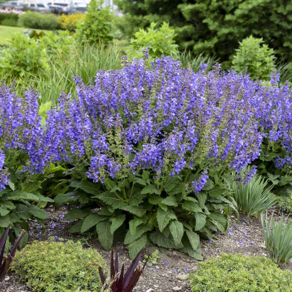 Living Large™ Big Sky Salvia