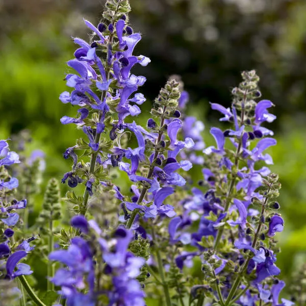 Living Large™ Big Sky Salvia