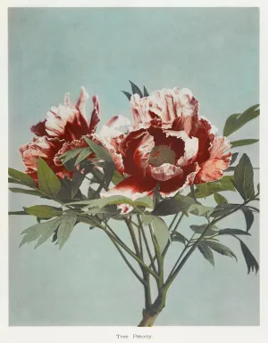 Tree Peony Japanese Art Print {20x30}